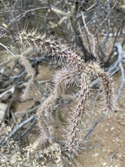 Cylindropuntia thurberi versicolor