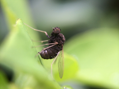 Chrysopilus basilaris