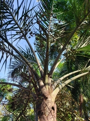 Pseudophoenix sargentii