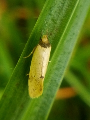 Atalopsis