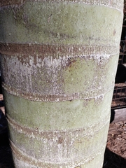 Pseudophoenix sargentii