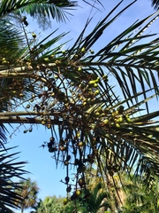 Pseudophoenix sargentii