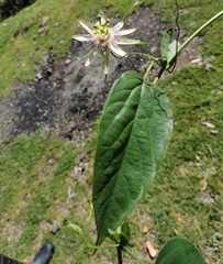 Passiflora guentheri