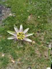 Passiflora guentheri