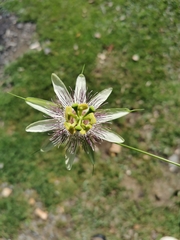 Passiflora guentheri