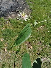 Passiflora guentheri