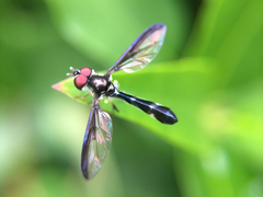 Pelecinobaccha costata