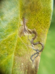 Liriomyza citreifemorata
