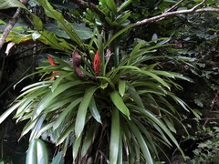 Guzmania berteroniana