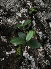 Ficus trigonata