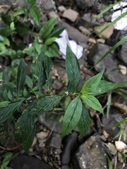 Spermacoce ocymifolia