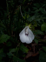 Clitoria falcata