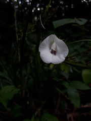 Clitoria falcata