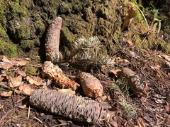 Abies flinckii