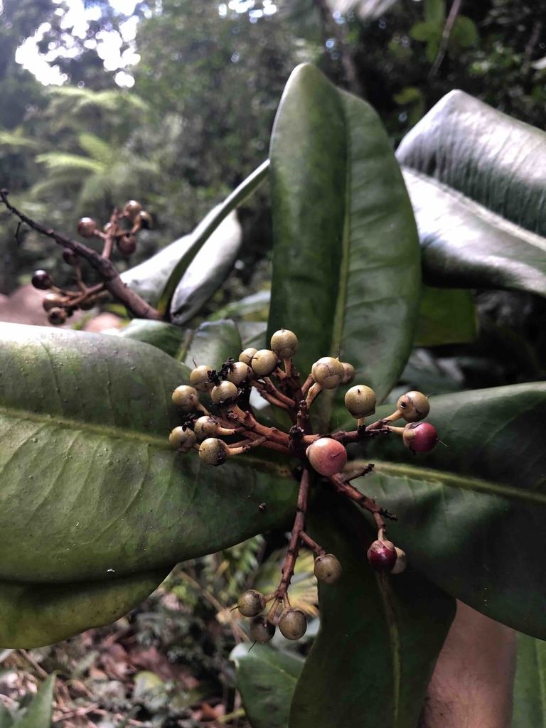 Ardisia glauciflora