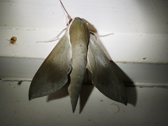 Theretra indistincta