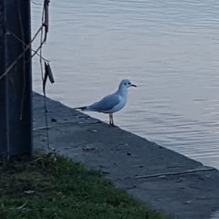 Chroicocephalus ridibundus