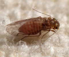 Lachesilla