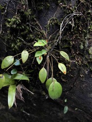 Lepanthes rupestris