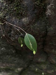 Lepanthes rupestris