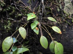Lepanthes rupestris