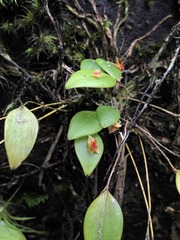Lepanthes rupestris