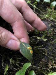 Lepanthes rupestris