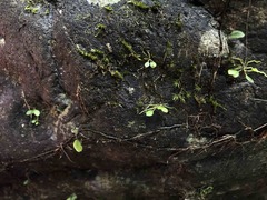 Lepanthes rupestris