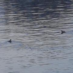 Tachybaptus ruficollis