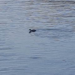 Tachybaptus ruficollis