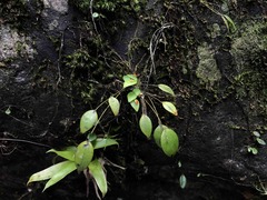 Lepanthes rupestris