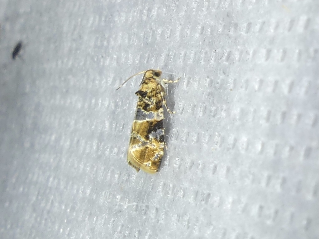 European Vine Moth