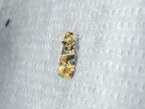 European Vine Moth