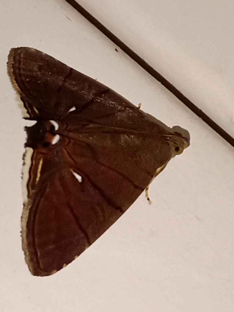 Eulepidotis consequens