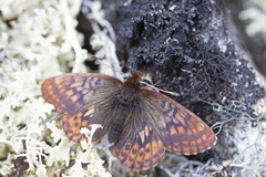 Boloria improba