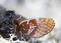 Boloria improba