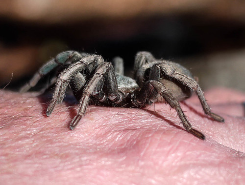 False Tarantula