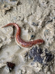 Pseudotriton montanus montanus