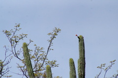 Stenocereus quevedonis