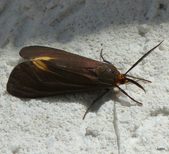 Virbia laeta