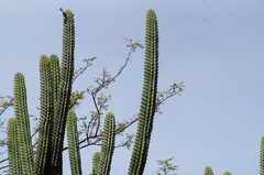 Stenocereus quevedonis