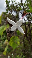 Bouvardia longiflora
