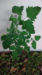 Chenopodium album