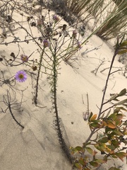 Erigeron blochmaniae
