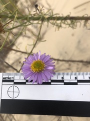 Erigeron blochmaniae
