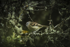 Phyllomyias uropygialis