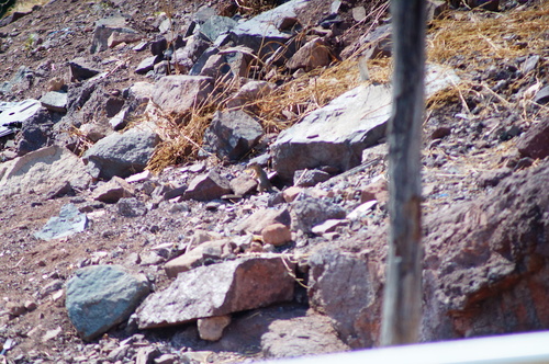 Tropical Ground Squirrel
