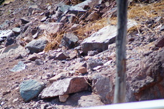 Notocitellus adocetus