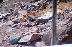 Notocitellus adocetus