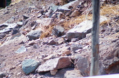 Notocitellus adocetus